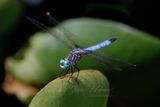 Eastern Pondhawk on Skunkweed 2 24.jpg