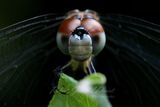 Yellow Sided Skimmer portrait 24.jpg
