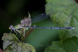 Common Blue Tail Damselfly 24.jpg