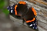 Red Admiral Butterfly 2 24.jpg