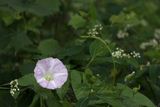 Hedge Bind Weed 24.jpg