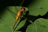 White Faced Meadowhawk on leaf 24.jpg