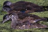 Wood Ducklings 24.jpg
