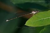 Stream Bluet Damselfly on leaf 3 24.jpg