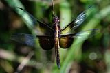 Widow Skimmer dangling 24.jpg