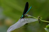 Ebony Jewelwing Damselfly front 24.jpg