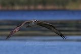 Osprey flight marsh 24.jpg