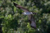 Osprey flight trees 2 24.jpg