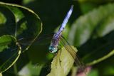 Blue Dasher male on leaf 2 24.jpg