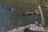 Belted Kingfisher pair 24.jpg