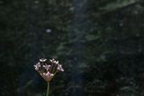 Flowering Rushs and dark pond 24.jpg