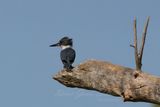 Belted Kingfisher on stump 24.jpg