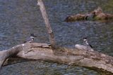 Belted Kingfisher pair 2 24.jpg