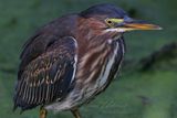 Green Heron close 24.jpg