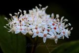 Red Osier Dogwwod 24.jpg