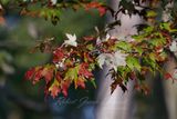 Maple late summer 24.jpg