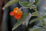Jewelweed Blossom and dew 24.jpg