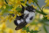 Eastern bumblebee on Goldenrod 24.jpg