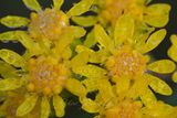 Goldenrod and dew 24.jpg