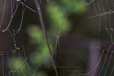 Long Jawed Orb Weaver 24.jpg