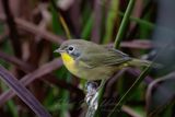 Common Yellowthroat female 24.jpg