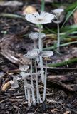 Hares Foot Inkcap Mushrooms 24.jpg