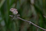 Palm Warbler female on long branch 24.jpg