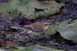 Yellow Rumped Warbler female in marsh 2 24.jpg