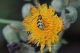 Cucumber Beetle 24.jpg