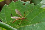 Crane Fly 24.jpg