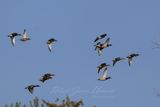 Mallard Flock 24.jpg
