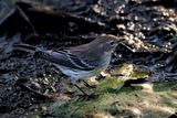 Yellow Rumped Warbler on lilly pad 24.jpg