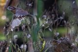 Carolina Wren in flight 24.jpg