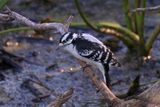 Downy Woodpecker in marsh 2 24.jpg