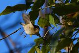 Ruby Crowned Kinglet male in flight 24.jpg