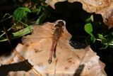 Autumn Meadowhawk on leaf 24.jpg