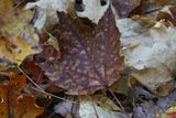 Sycamore Leaf brown 24.jpg