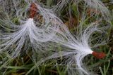 Milkweed Seed and dew 24.jpg