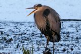 Great Blue Heron vocalizing 24.jpg
