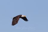 Bald Eagle flyby fall 4 24.jpg