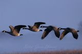 Canadien Geese against fog 24.jpg