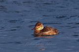 Ruddy Duck female 2 24.jpg