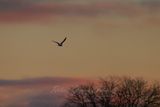 Seagull and Sunrise 24.jpg