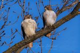 Red Tailed Hawks on branch 2 24.jpg