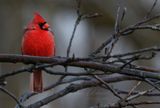 Cardinal Male on twig 24.jpg