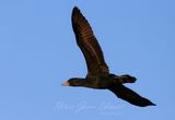 Cormorant in flight 25.jpg