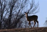 Deer on hill 25.jpg