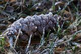 Pinecone and frost 25.jpg