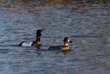 Lesser Scaup pair in pond 2 25.jpg