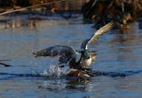Northern Shoveler males fighting 25.jpg
